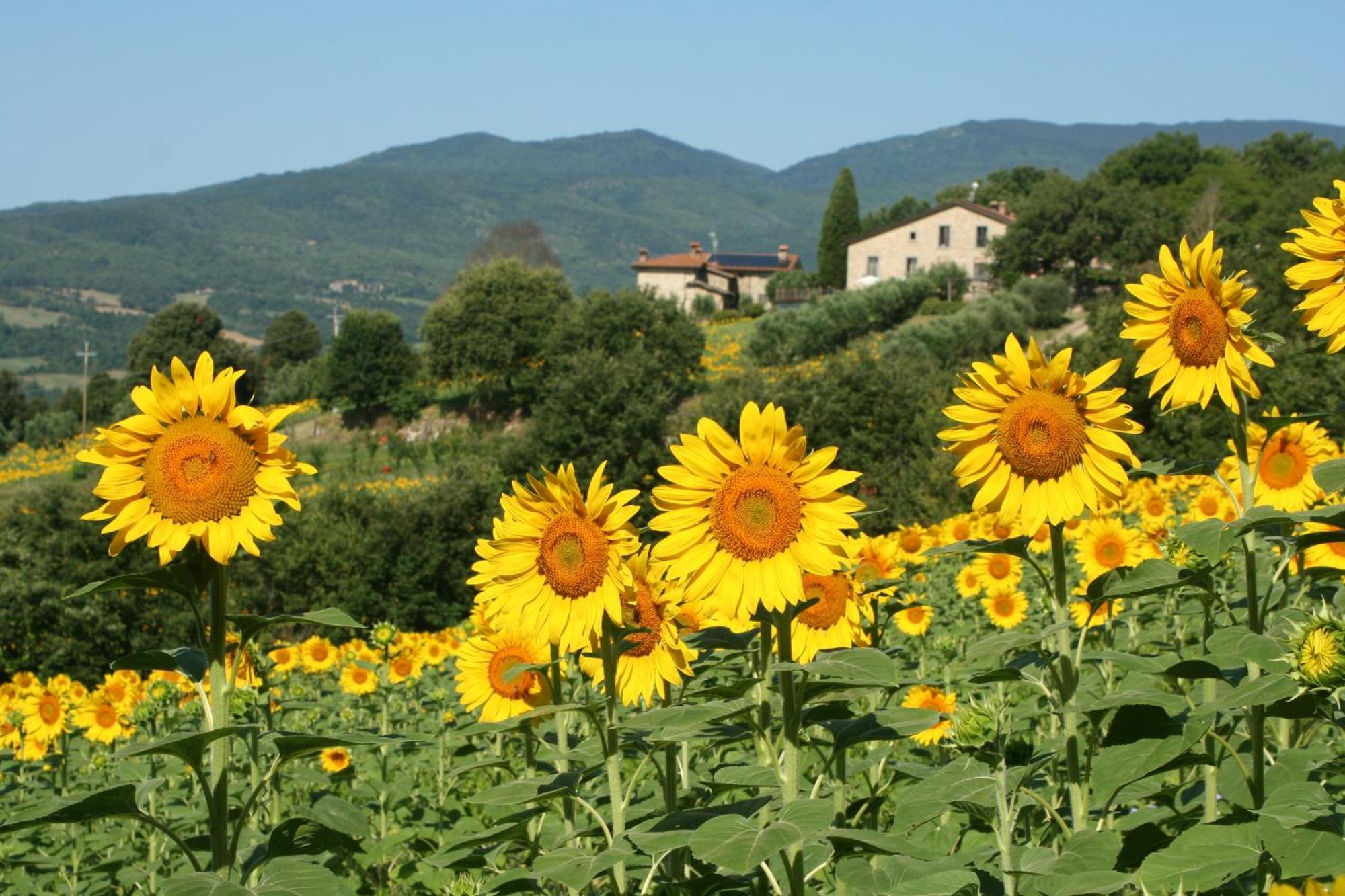 Agriturismo Le Ceregne Bio ピエーヴェ・サント・ステーファノ エクステリア 写真